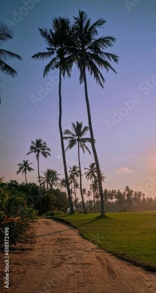 Fototapeta palm trees at sunset