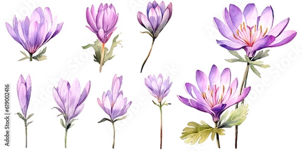 Fototapeta Bundle of Watercolor Illustrations Set of colchicum Flowers with Expressions of Leaves and Branches