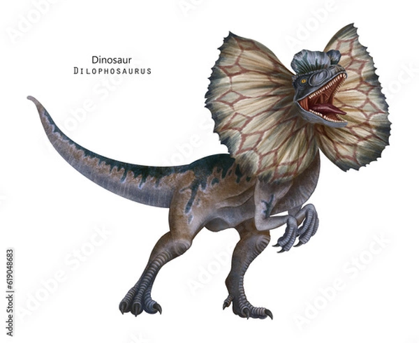Fototapeta Dilophosaurus with frill illustration. Dinosaur with crest on head. Brown, blue, grey dino.  Roar dino