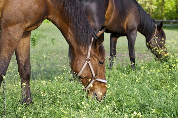 Obraz Two horses on the farm grazing close