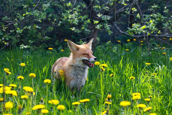 Obraz a red fox in yellow dandelions