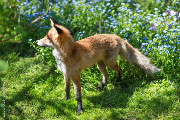 Obraz red fox and forget-me-nots