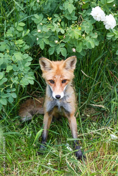 Obraz red fox vulpes