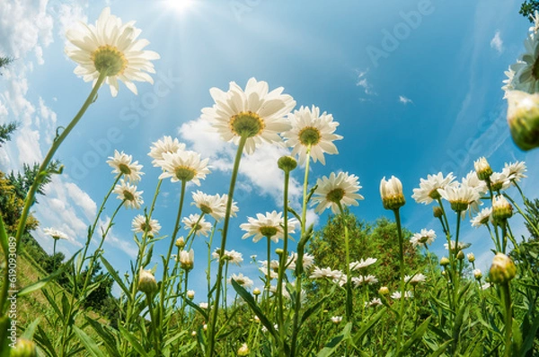 Obraz Beautiful white daisy field