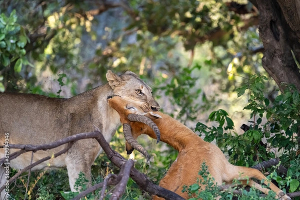 Fototapeta Lioness with a kill 