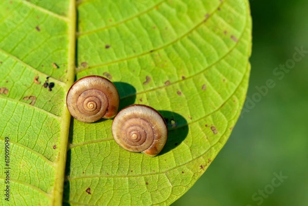 Fototapeta The little snail crawled on the leaves to rest