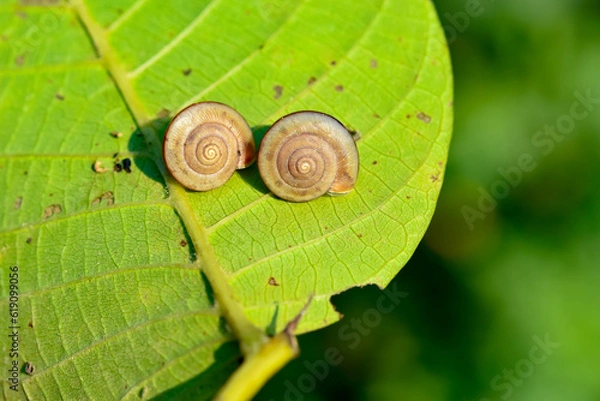 Fototapeta The little snail crawled on the leaves to rest