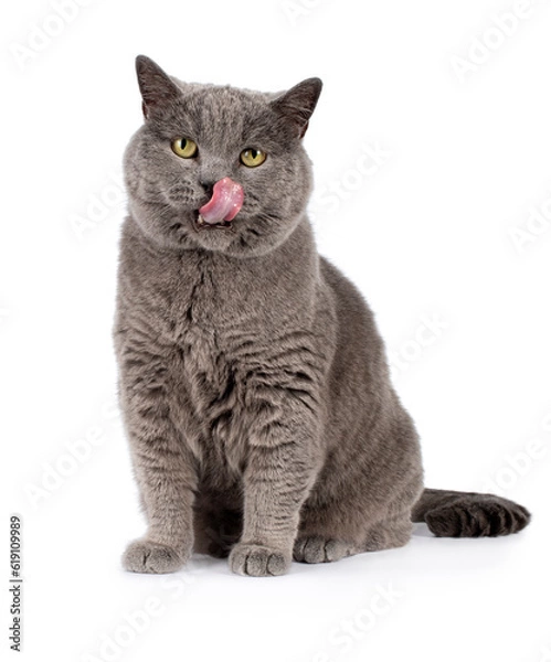Fototapeta Blue British shorthair boy, sitting side ways, looking toward camera, tongue out licking nose, isolated on a white background