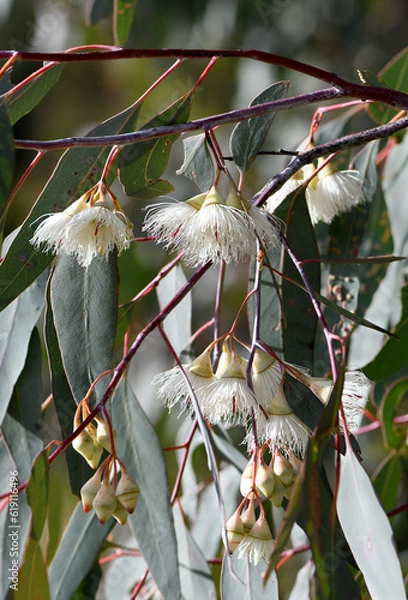Fototapeta White cream blossoms and buds of the Australian native Mugga or Red Ironbark Eucalyptus sideroxylon, family Myrtaceae, in central west NSW. Medium gum tree endemic to dry sclerophyll forest