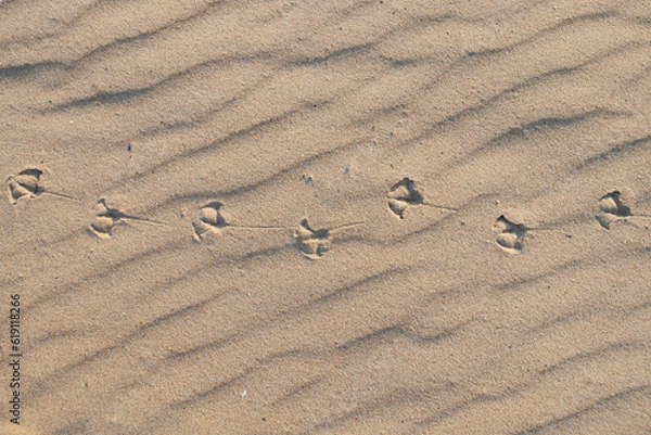 Fototapeta seagull footprints in the sand