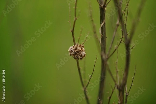 Fototapeta Dry plant bush with thin branches growing in the field.
