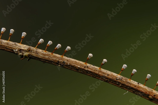 Fototapeta 変形菌　サカズキホコリ