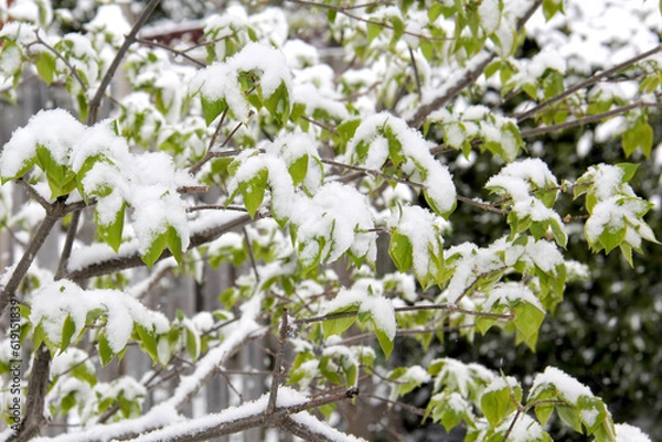 Fototapeta Green leaves covered after a snow fall