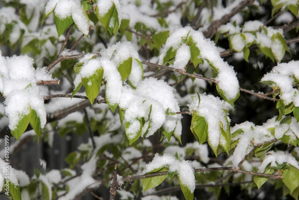Fototapeta Green leaves covered after a snow fall
