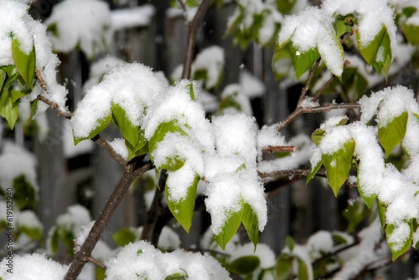 Obraz Green leaves covered after a snow fall