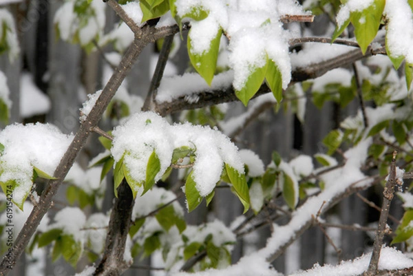 Fototapeta Green leaves covered after a snow fall