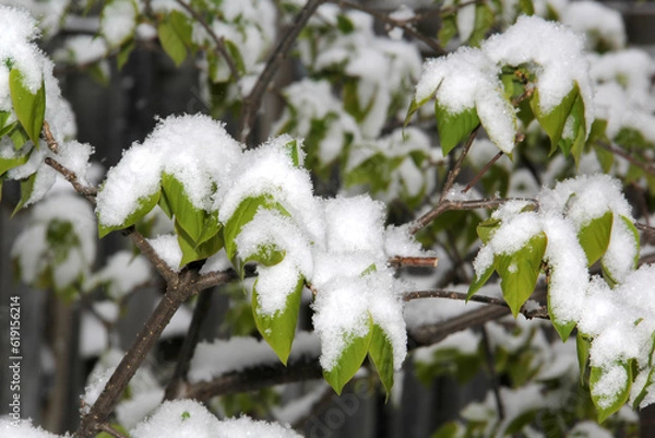 Obraz Green leaves covered after a snow fall