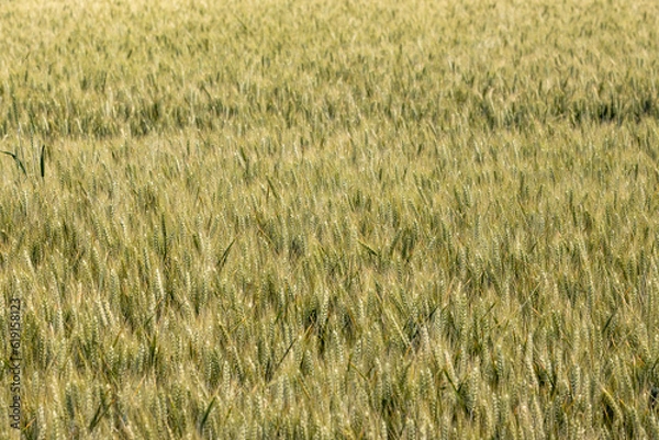 Obraz Céréales, Blé.