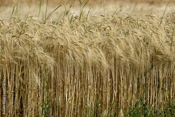 Obraz Céréales, Blé.