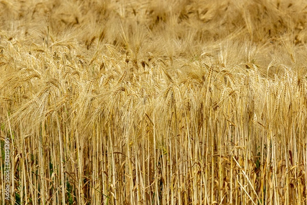 Obraz Céréales, Blé.