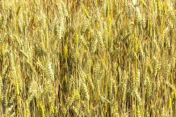 Obraz Céréales, Blé.