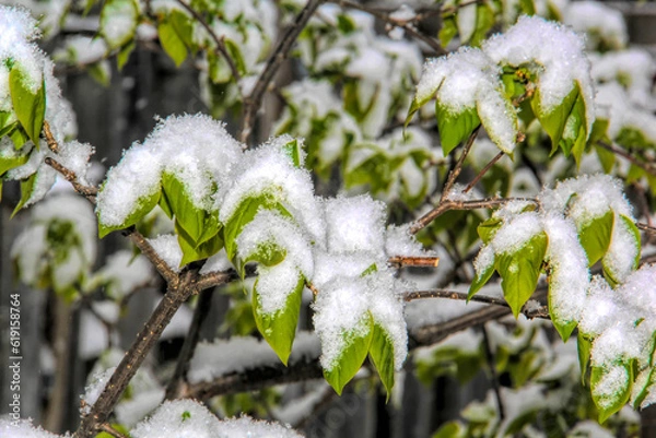 Fototapeta Green leaves covered after a snow fall