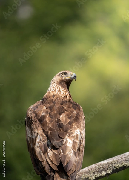 Obraz águila real vigilando