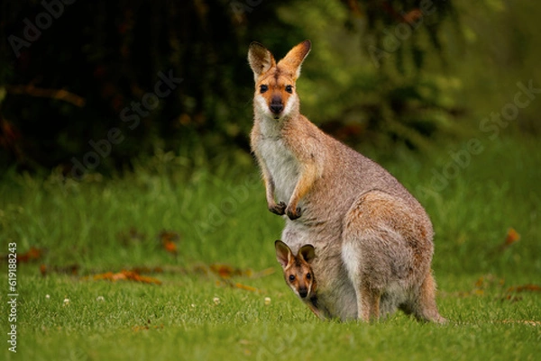 Fototapeta Bennett's wallaby - Macropus or Notamacropus rufogriseus, also Red-necked wallaby, medium-sized macropod marsupial, common in eastern Australia, Tasmania, male with pup