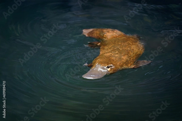Fototapeta Platypus - Ornithorhynchus anatinus, duck-billed platypus, semiaquatic egg-laying mammal endemic to eastern Australia, including Tasmania. Strange water marsupial with duck beak and flat fin tail