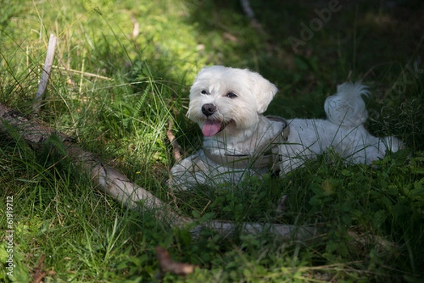 Obraz Riposo all'ombra