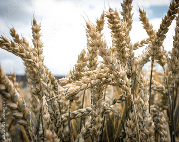 Obraz ears of wheat