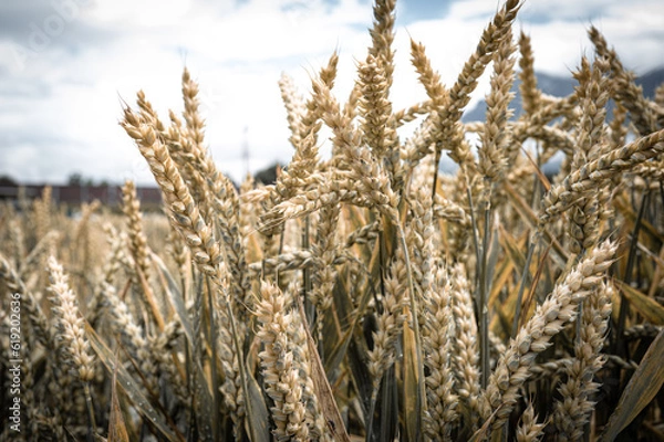 Obraz ears of wheat