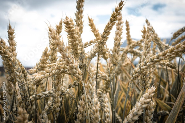 Obraz ears of wheat