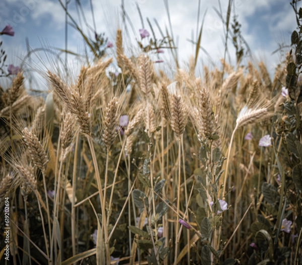 Obraz ears of wheat