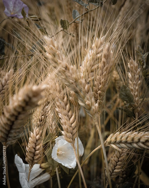 Obraz ears of wheat
