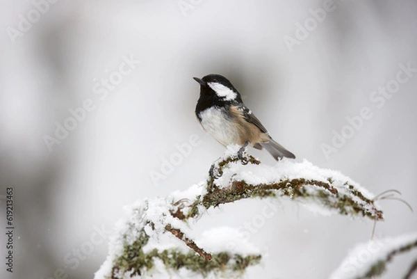Obraz Coal tit (Periparus ater)  in winter