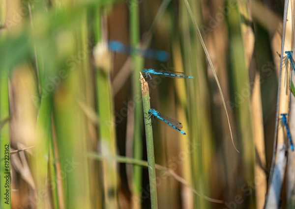 Obraz Several horseshoe azure maiden dragonflys closeup at summer in thuringia