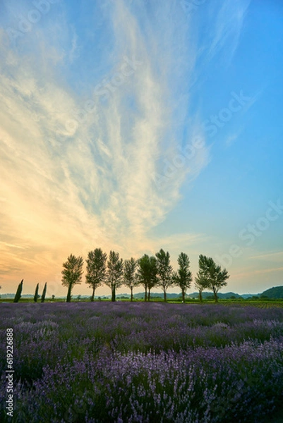 Fototapeta 満開のラベンダー畑とポプラ並木　佐倉ラベンダーランド