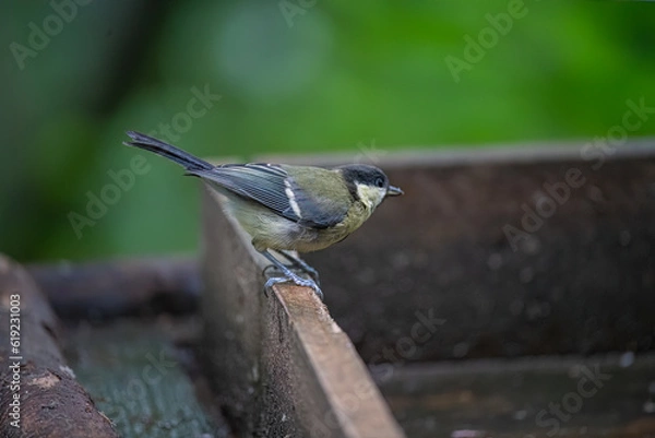 Obraz Great Tit