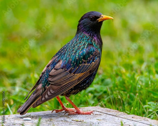 Obraz Starling perched looking right.