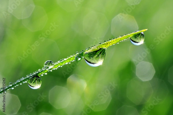 Obraz Fresh grass with dew drops close up