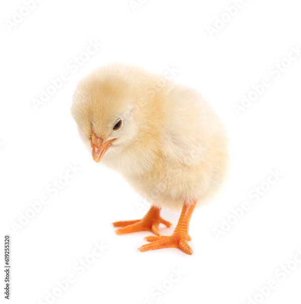 Fototapeta Cute fluffy baby chicken on white background