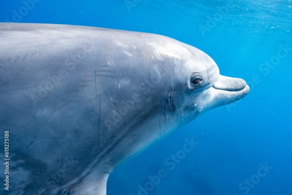 Obraz イルカのアップ写真