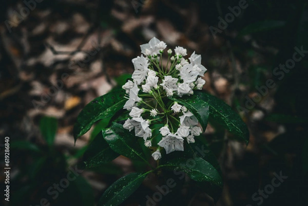 Obraz flower in the rain
