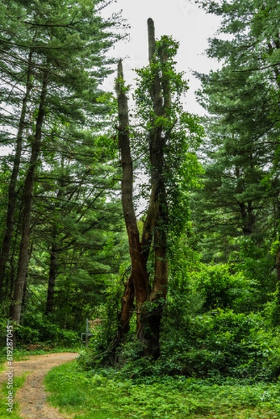 Fototapeta footpath in the forest