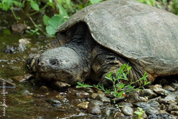Fototapeta turtle on the grass
