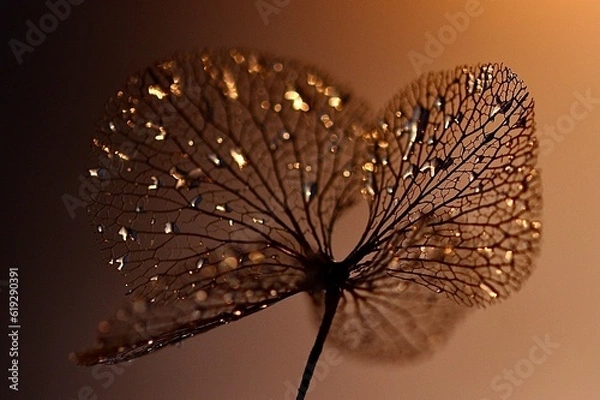 Obraz "golden morning macro art" "good morning in golden rays" "feeling the presence of morning golden rain in hydrangea skeletal arms"