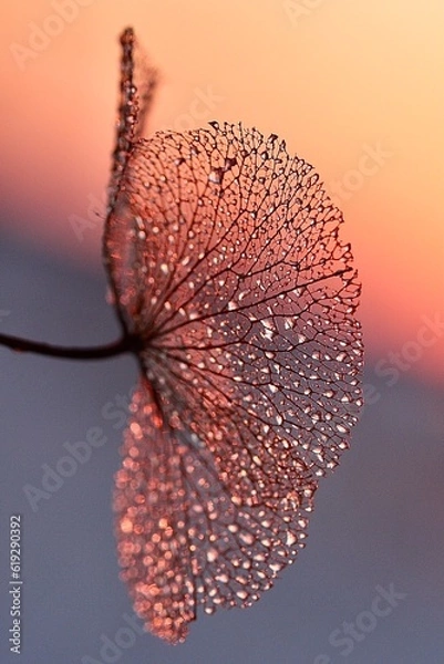 Obraz "blush beauty macro art" "pink sunset memory" "dreamy hydrangea glowing with radiant strength"