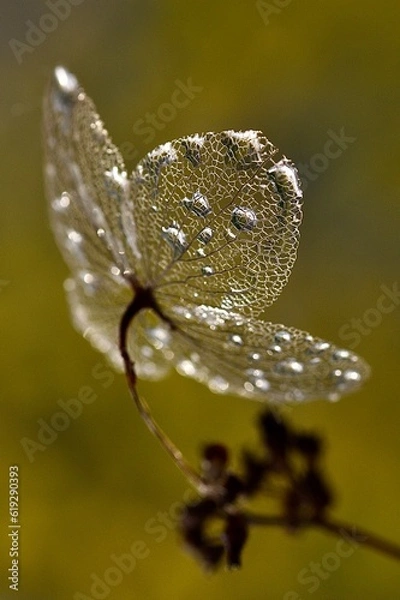 Obraz "silver spring macro art" "sparkling butterfly in macro world" "fragile hydrangea beauty coated in silver sunset droplets"