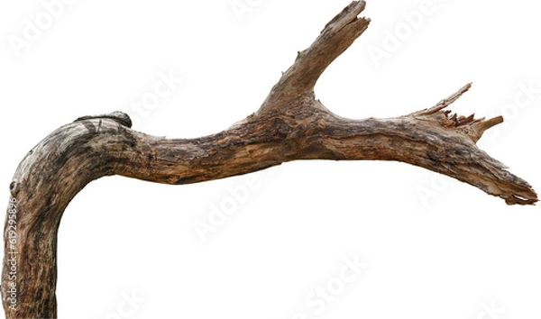 Fototapeta Dry branch tree naturally.